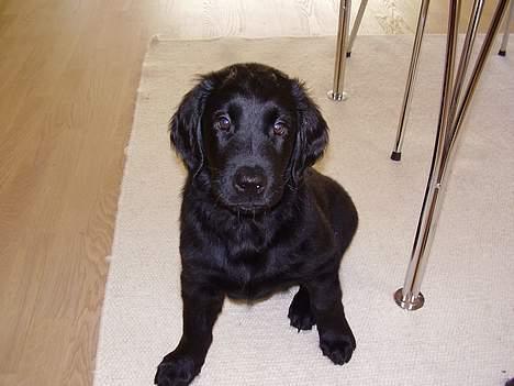 Flat coated retriever Sally billede 6
