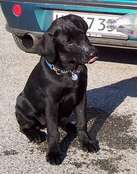 Labrador retriever Poppelys Mille  - Mille da hun var 4 mdr. Vi havde husket vand, men havde glemt en skål. Mille drak bare af flasken :-) billede 1