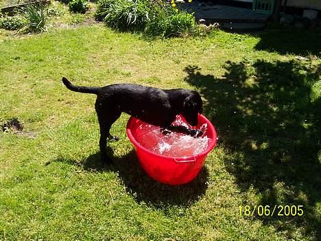 Labrador retriever Poppelys Mille  - Det er sjovt at plaske :-) billede 5