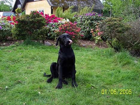 Labrador retriever Poppelys Mille  - Smukke hund *S* billede 6