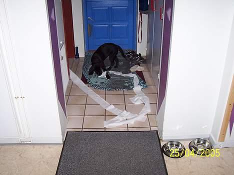 Labrador retriever Poppelys Mille  - Terroristen Mille billede 7