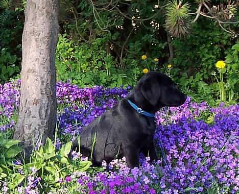 Labrador retriever Poppelys Mille  - Mille i blomsterbedet billede 11