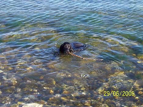 Labrador retriever Poppelys Mille  - En rigtig Labrador svømmer da i havet billede 12