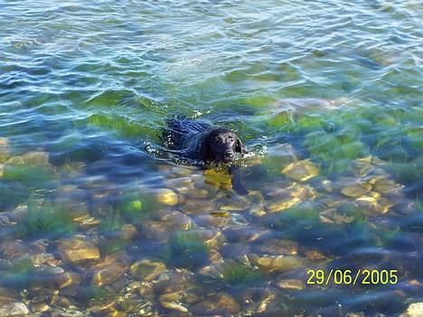 Labrador retriever Poppelys Mille  - Vandhund billede 13