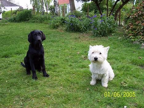 Labrador retriever Poppelys Mille  - Lillesøster og storebror billede 14