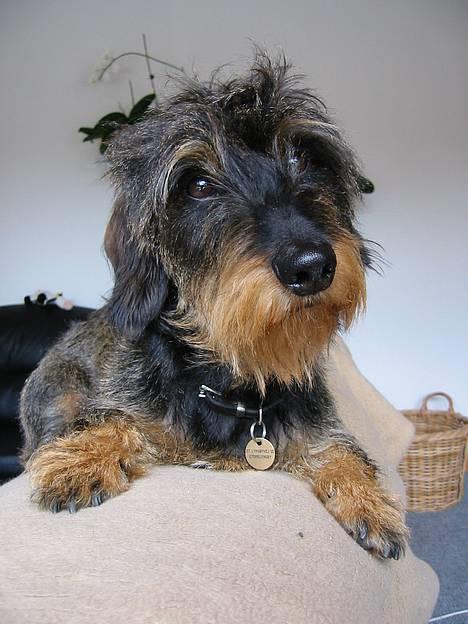 Gravhund Søkrogens Rafiki RIP - Smukke langhårede Rafih billede 1