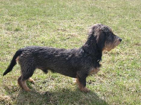 Gravhund Søkrogens Rafiki RIP - vores smukke grav-mand billede 2