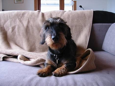 Gravhund Søkrogens Rafiki RIP billede 3