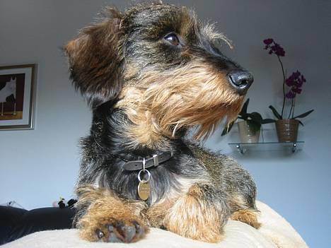 Gravhund Søkrogens Rafiki RIP - Rafih! billede 4