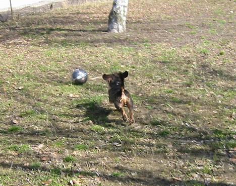 Gravhund Søkrogens Rafiki RIP - jubiiiii! jeg elsker at spille fodbold! billede 5