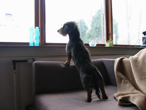 Gravhund Søkrogens Rafiki RIP - Kommer der nogen??!! billede 6