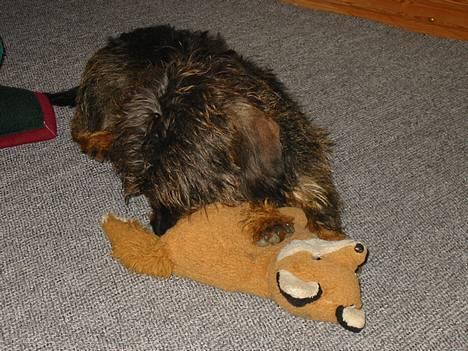 Gravhund Søkrogens Rafiki RIP - Man er vel en hund efter ræve... Rafihs jagtinstinkt. billede 7