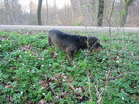 Gravhund Søkrogens Rafiki RIP - Rafih putted Annemoner i kanonen på Trekroner... billede 8