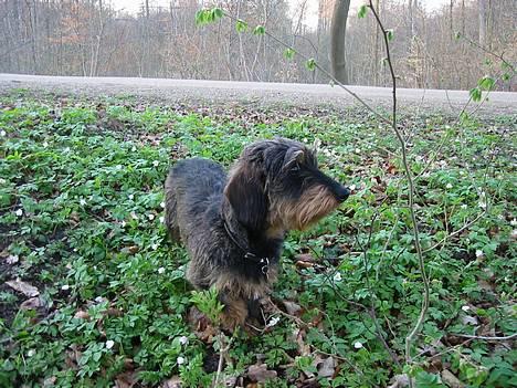 Gravhund Søkrogens Rafiki RIP - Ved det aller første skud... billede 9