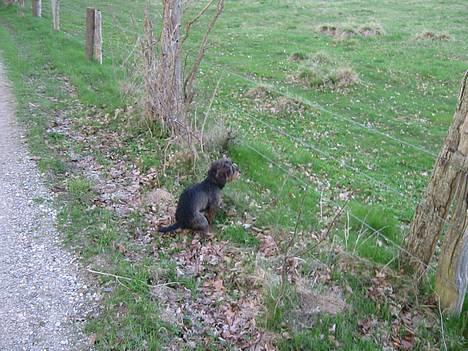Gravhund Søkrogens Rafiki RIP - Sprang Rafihs "annemoner" ud! billede 10