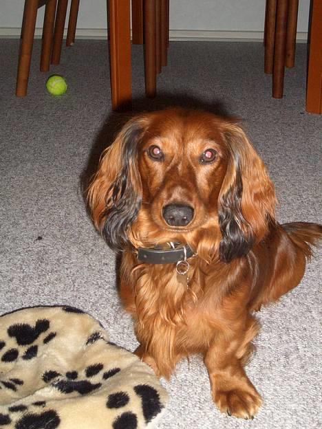 Gravhund Bobby O - Hej med dig billede 1