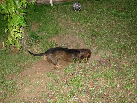 Gravhund Søkrogens Rafiki RIP - Rafih "hjælper" med havearbejdet billede 11