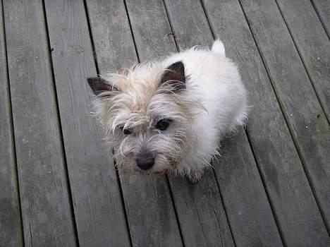 Cairn terrier Chanelle - ser jeg ik, sød ud :D billede 6