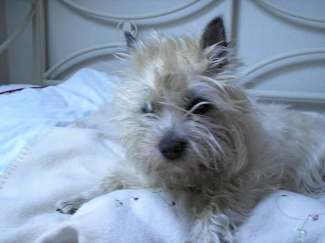 Cairn terrier Chanelle - God morgen Line.. Er morgenmaden klar? ellers rejser jeg mig ikke ;o) billede 7