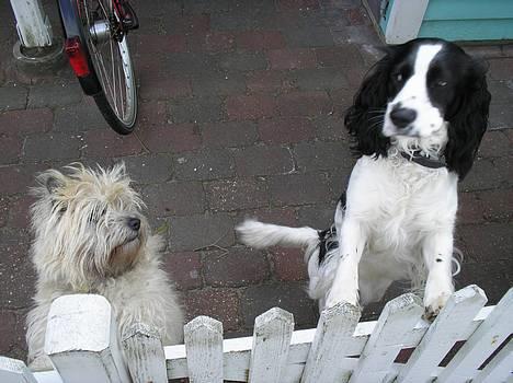 Cairn terrier Chanelle - er hun ikke lidt skør , hende line ? billede 8