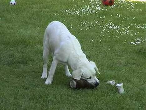 Golden retriever Freja - hun leger med en dommy billede 1
