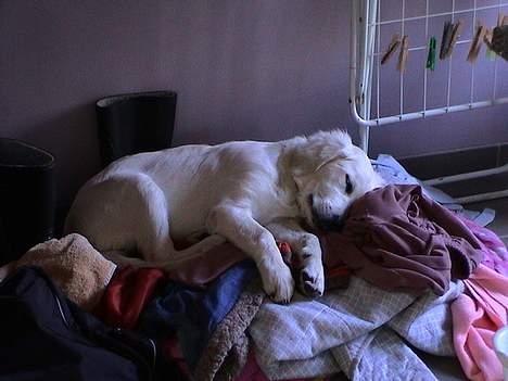 Golden retriever Freja - der er heller ikke noget bedre end familiens lugte billede 2