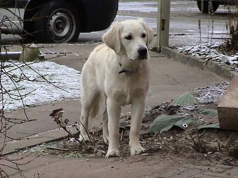 Golden retriever Freja - jeg lover at lade være med at gå hen til nabo hunden billede 3