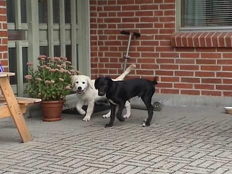 Golden retriever Freja - Freja der har besøg af sin kæreste Kenzo billede 4