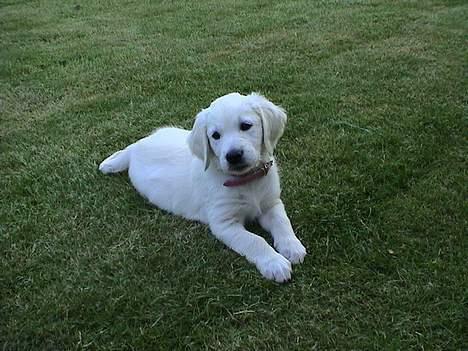 Golden retriever Freja - Freja den 4. dag vi havde hende billede 5