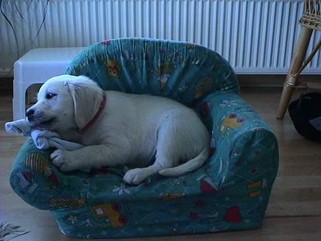Golden retriever Freja - det er da dejligt at have sin yndlings strømpe i min yndlings stol billede 6
