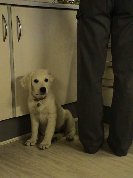 Golden retriever Freja - flapøre billede 7