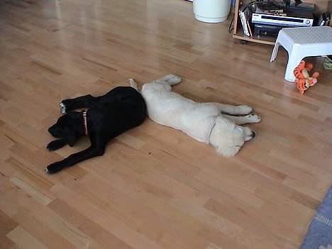 Golden retriever Freja - Nåårrhh er de ikke bare søde billede 8