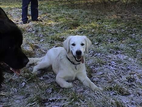 Golden retriever Freja - jeg leger med Luna billede 9