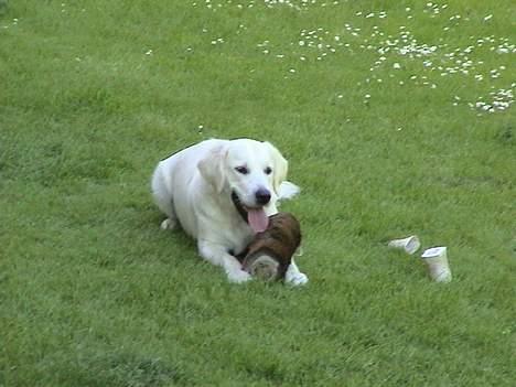 Golden retriever Freja - hun leger igen med dommyen billede 10