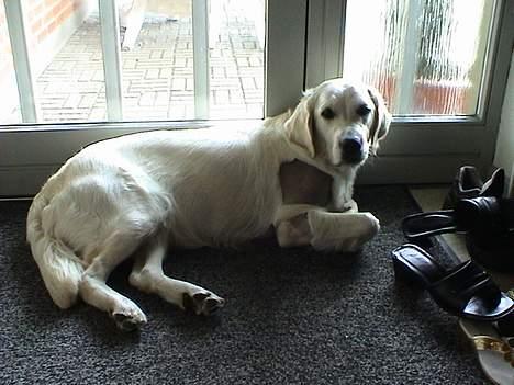 Golden retriever Freja - freja efter sin scanning billede 11