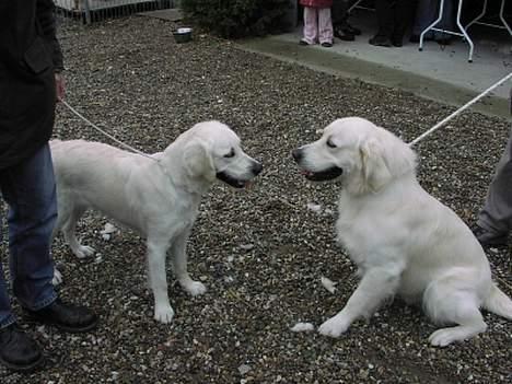 Golden retriever Freja - Freja og hendes bror Nikco billede 12