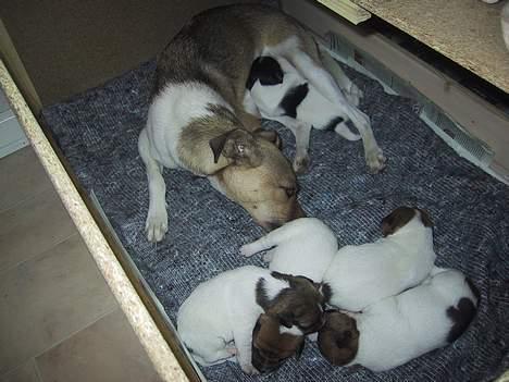 Dansk svensk gaardhund MOLLY + R. I. P 13/11-19  - her er så familiens 5 nye medlemmer *SS* her er vi 11dage gammel billede 11