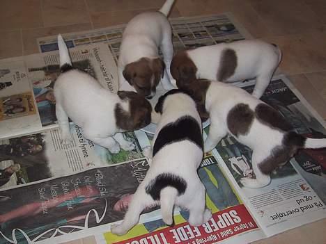 Dansk svensk gaardhund MOLLY + R. I. P 13/11-19  - så er der spise tid, lidt ekstra supleren til mors mad. vi er nu 4uger billede 12