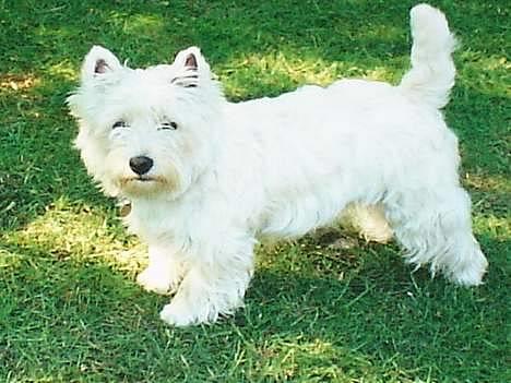 West highland white terrier Dodo KALDET TILDE  R-I-P billede 1