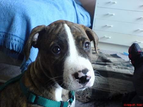 Amerikansk bulldog Lester - jeg er så fin og sød billede 3