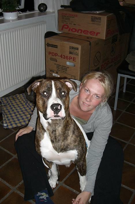 Amerikansk bulldog Lester - sidder med mor billede 4