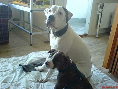 Amerikansk bulldog Lester - mig og min ven congo billede 5