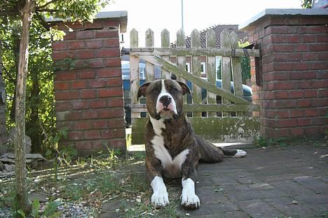 Amerikansk bulldog Lester - ligger og venter billede 6