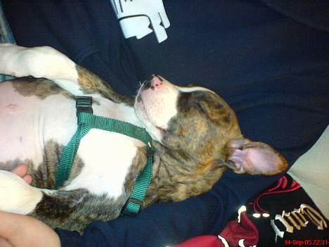 Amerikansk bulldog Lester - ligger med mor billede 7