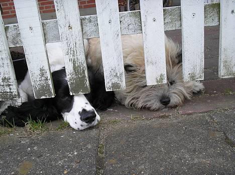 Cairn terrier Chanelle - Chanelle og Mille hendes Aller beste Veninde, ser på verden :D billede 9