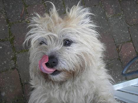 Cairn terrier Chanelle billede 10