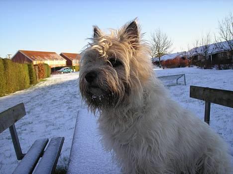 Cairn terrier Chanelle billede 11