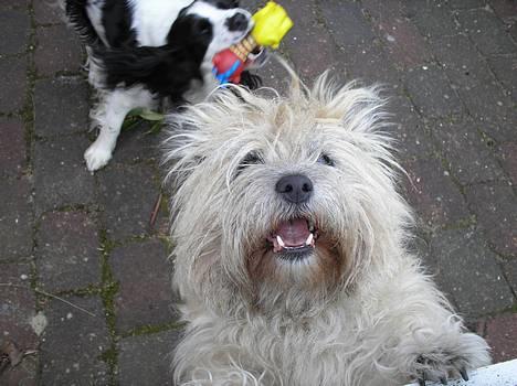 Cairn terrier Chanelle - kommer du ikke ind, og Leger, med mig&Mille? ;) billede 12