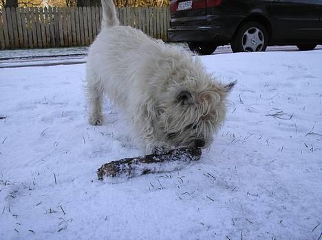 Cairn terrier Chanelle - det min, min. ingen andres :P billede 13