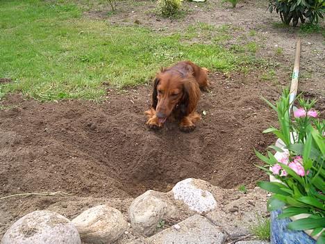 Gravhund Bobby O - det er hårdt at være en GRAVhund billede 2